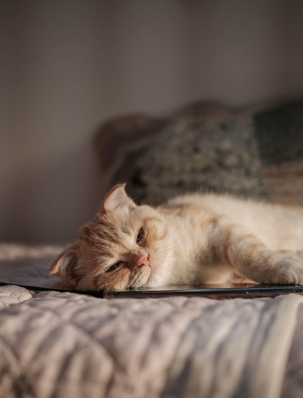 cat, pet, kitten, feline, animal, lying, fur, nature, kitty, domestic, domestic cat, cat portrait, animal world