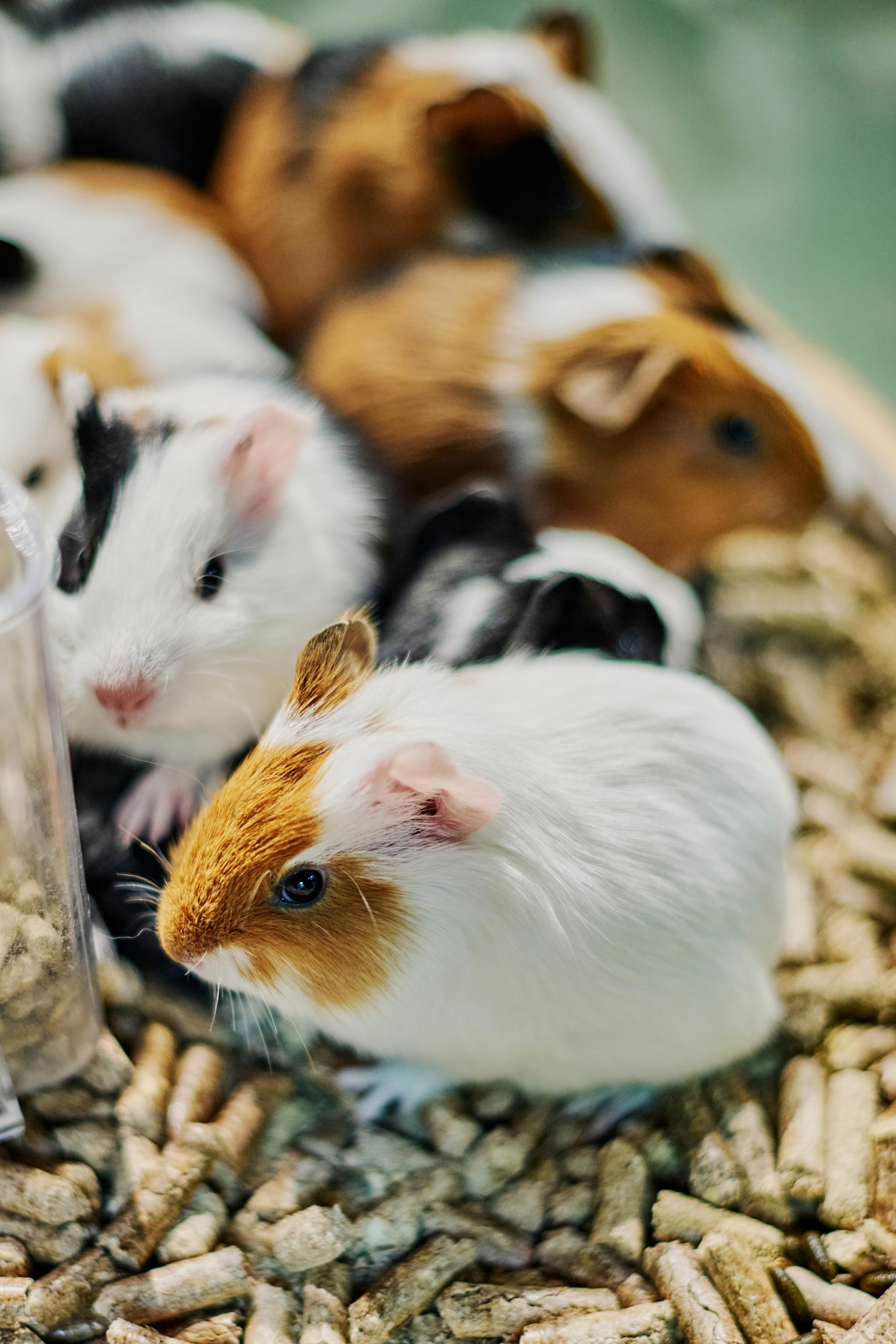 Close-up of adorable guinea pigs with varied colors, surrounded by feeding pellets.